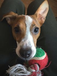 Close-up portrait of dog looking at camera