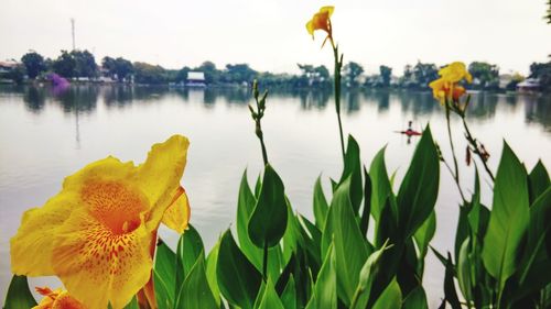 Close-up of lotus water lily in lake against sky