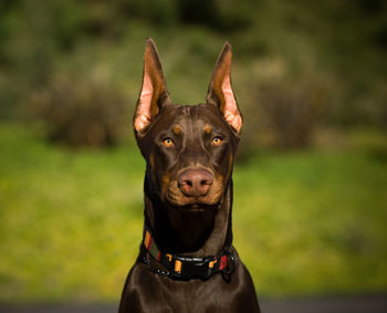 Close-up portrait of a dog against blurred background