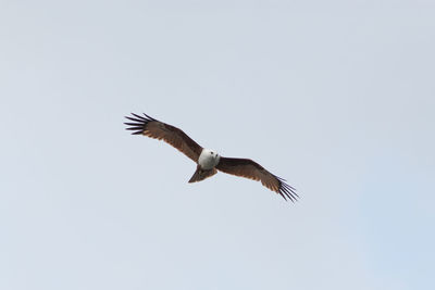 Low angle view of eagle flying against clear sky