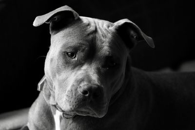 Close-up of dog looking away