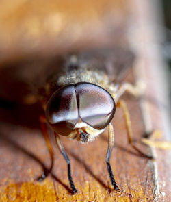 Close-up of insect