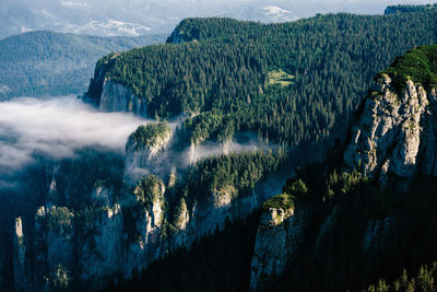 Panoramic view of trees growing in forest