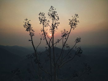 Silhouette tree against sky during sunset