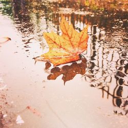 Close-up of autumn leaves floating on water