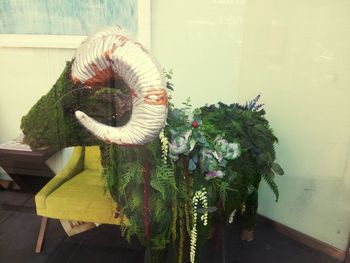 Potted plants on the wall