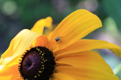 Close-up of bee on yellow flower