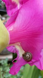 Close-up of pink flowers