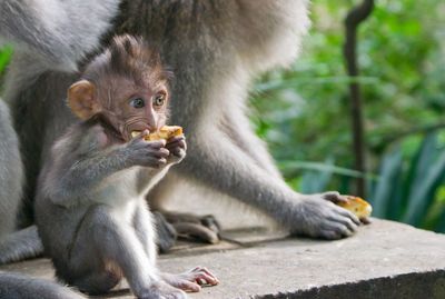 Monkey eating while sitting on rock