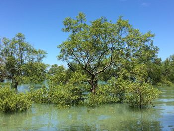 Trees by lake in forest against clear sky