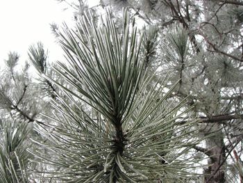 Low angle view of palm tree against sky