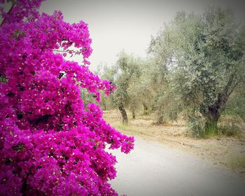 Pink flowers on road