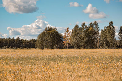 Plants growing on field against sky