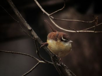 Close-up of bird perching on branch