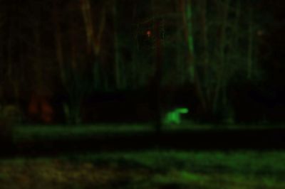 Trees growing on field at night