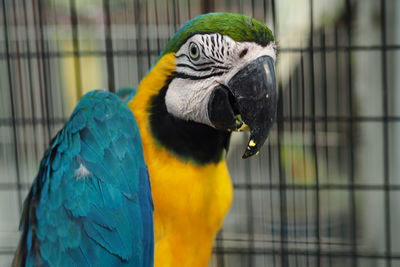 Close-up of parrot in cage