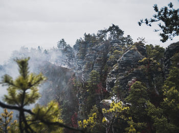 Trees in forest against sky