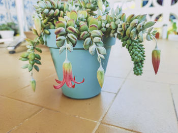 Close-up of potted plant on table