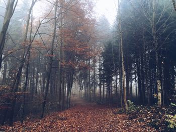 Trees in forest