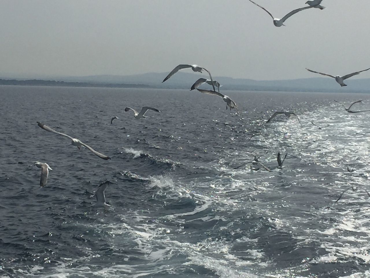 water, animals in the wild, sea, flying, animal themes, nature, bird, waterfront, large group of animals, horizon over water, mid-air, no people, animal wildlife, beauty in nature, day, rippled, spread wings, outdoors, tranquility, scenics, flock of birds, clear sky, wave, sky