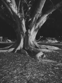 Tree trunk on field