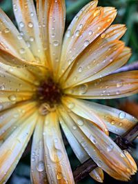 Close-up of wet flower