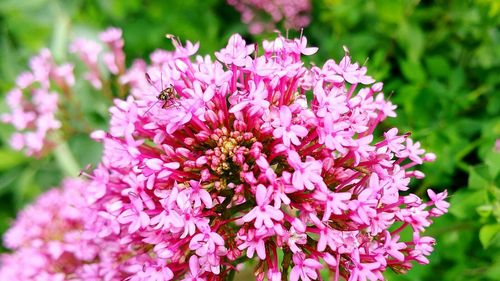 Close-up of pink flowering plant