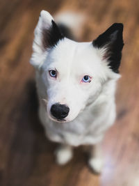 Close-up portrait of dog