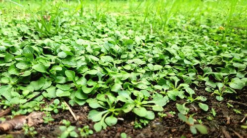 High angle view of leaves on field