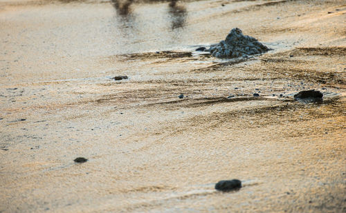 Flock of sheep on sand