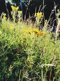 Close-up of grass growing on field