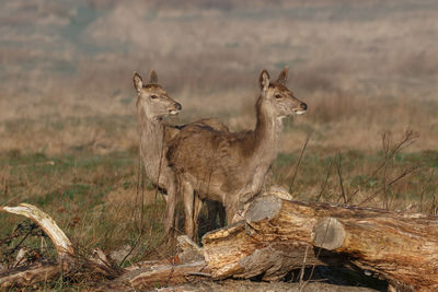 A pair of red deer hinds