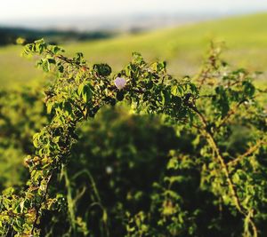 Close-up of plants against blurred background