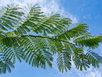 Low angle view of leaves against sky