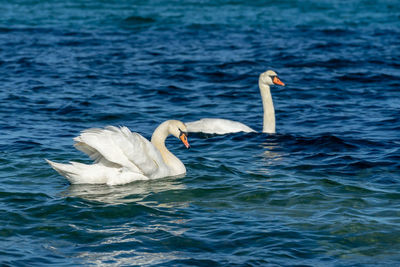 Swan floating in a lake