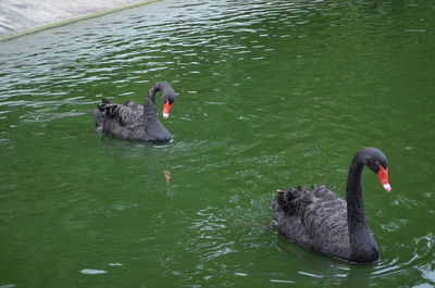 High angle view of swans swimming in lake