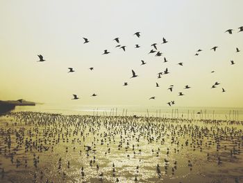 Flock of birds flying over beach