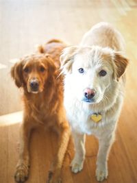 Portrait of dog standing outdoors