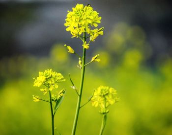 Close-up of yellow flowering plant on field