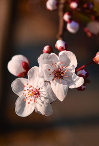 Close-up of cherry blossom