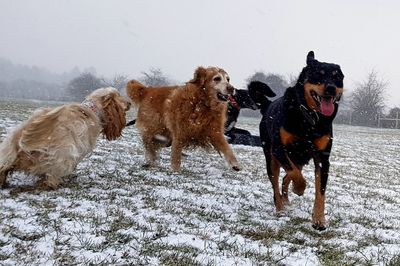 Dogs on snow field