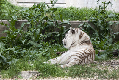 animal