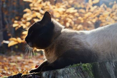 Siamese cat outdoors