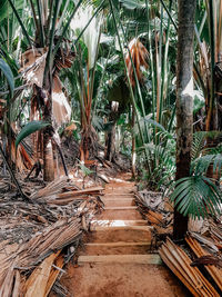 Footpath amidst trees in forest