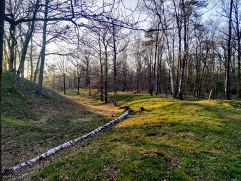 Scenic view of trees growing in forest