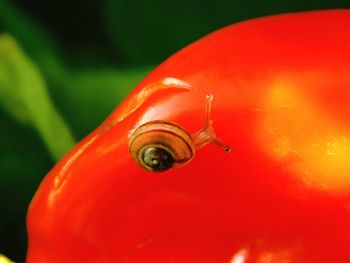 Close-up of snail on plant