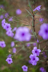 Close-up of purple flowering plants