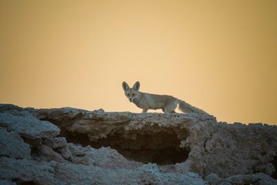 Lizard on rock against clear sky