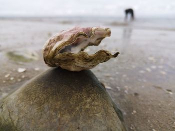 Close-up of a turtle on the beach