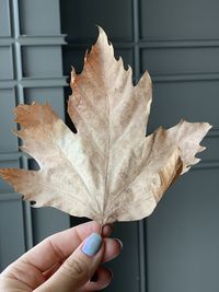 Close-up of hand holding maple leaf